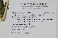 大葉毛蕨藏品圖，第2張