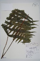 密毛毛蕨藏品圖，第1張