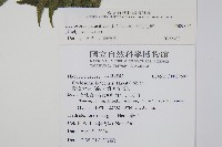 密毛毛蕨藏品圖，第2張