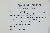 萊氏線蕨藏品圖，第2張