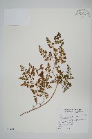 海金沙藏品圖，第1張
