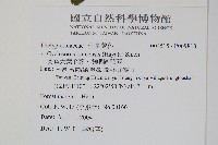 蘭嶼大葉毛蕨、蘭嶼圓脈蕨藏品圖，第2張