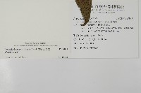 翅柄三叉蕨藏品圖，第1張