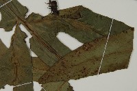 翅柄三叉蕨藏品圖，第2張