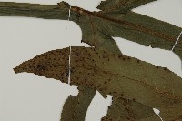 翅柄三叉蕨藏品圖，第4張