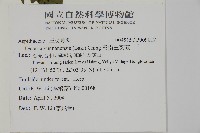 雲南三叉蕨藏品圖，第2張