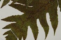 雲南三叉蕨藏品圖，第3張