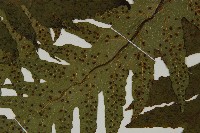 雲南三叉蕨藏品圖，第4張