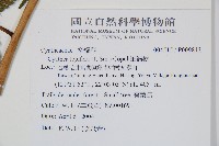 筆筒樹藏品圖，第2張