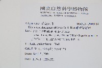 細柄雙蓋蕨藏品圖，第2張