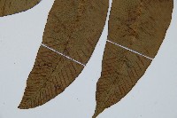 細柄雙蓋蕨藏品圖，第4張
