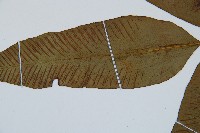 細柄雙蓋蕨藏品圖，第5張