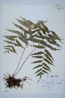 蘭嶼鐵角蕨藏品圖，第1張