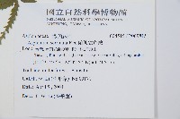 蘭嶼鐵角蕨藏品圖，第2張