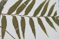 蘭嶼鐵角蕨藏品圖，第3張