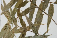 蘭嶼鐵角蕨藏品圖，第4張