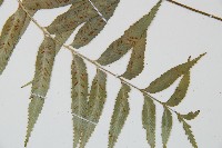 蘭嶼鐵角蕨藏品圖，第5張