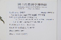 蘭嶼筆筒樹、蘭嶼桫欏藏品圖，第5張