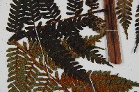 蘭嶼筆筒樹、蘭嶼桫欏藏品圖，第7張