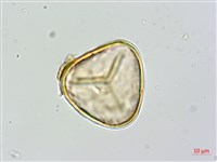 蘭嶼筆筒樹、蘭嶼桫欏藏品圖，第3張
