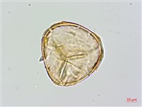 蘭嶼筆筒樹、蘭嶼桫欏藏品圖，第4張