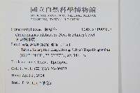 圓唇假脈蕨藏品圖，第2張
