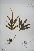 掌葉茀蕨藏品圖，第1張