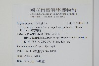 掌葉茀蕨藏品圖，第2張