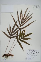 掌葉茀蕨藏品圖，第1張