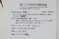 掌葉茀蕨藏品圖，第2張