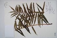 蘭嶼觀音座蓮藏品圖，第1張