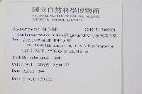 小葉複葉耳蕨藏品圖，第2張