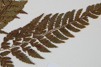 小葉複葉耳蕨藏品圖，第3張