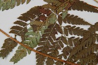 小葉複葉耳蕨藏品圖，第4張