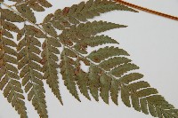 小葉複葉耳蕨藏品圖，第5張