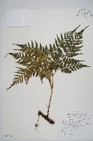 闊葉骨碎補藏品圖，第1張