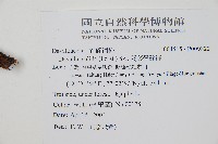 闊葉骨碎補藏品圖，第2張