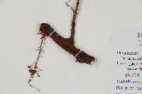 闊葉骨碎補藏品圖，第3張