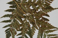 闊葉骨碎補藏品圖，第4張