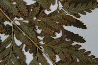 闊葉骨碎補藏品圖，第5張