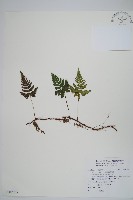 鱗葉陰石蕨藏品圖，第1張