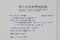 鱗葉陰石蕨藏品圖，第2張