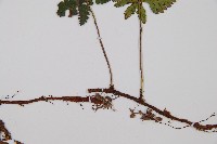 鱗葉陰石蕨藏品圖，第3張