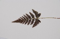 鱗葉陰石蕨藏品圖，第4張