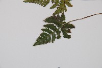 鱗葉陰石蕨藏品圖，第5張