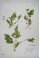 密葉卷柏藏品圖，第1張