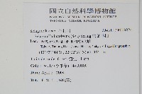 密葉卷柏藏品圖，第2張