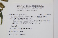 蘭嶼觀音座蓮藏品圖，第2張