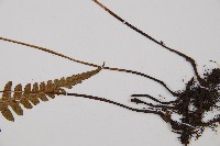 東洋蹄蓋蕨藏品圖，第3張