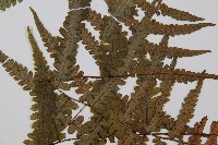 東洋蹄蓋蕨藏品圖，第4張